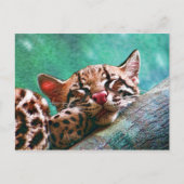 Carte Postale Bébé dormant mignon Ocelot Kitten (Devant)