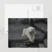 Carte Postale Bébé d'ours polaire (Devant / Derrière)