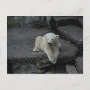 Carte Postale Bébé d'ours polaire