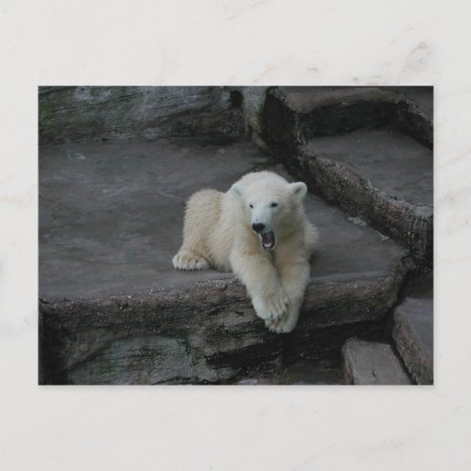 Carte Postale Bébé d'ours polaire (Devant)