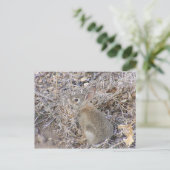Carte Postale Bébé doux lapin (Debout devant)