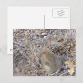 Carte Postale Bébé doux lapin (Devant / Derrière)
