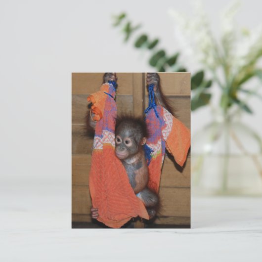 Carte Postale Bébé doux Secourt Orangutan (Debout devant)