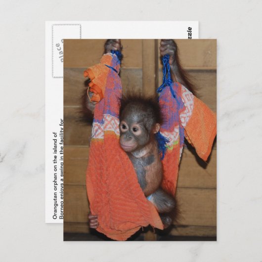 Carte Postale Bébé doux Secourt Orangutan (Devant / Derrière)