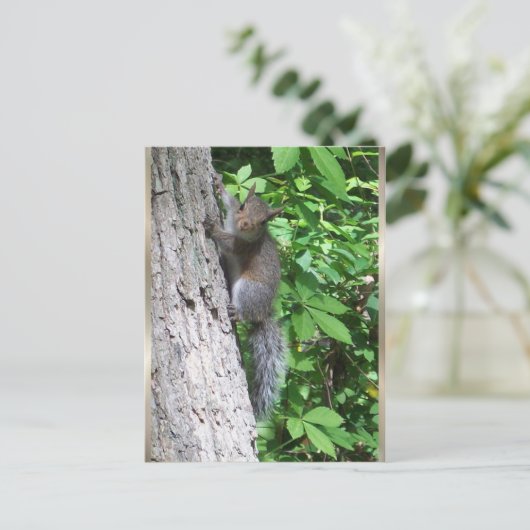 Carte postale "Bébé écureuil" (Debout devant)