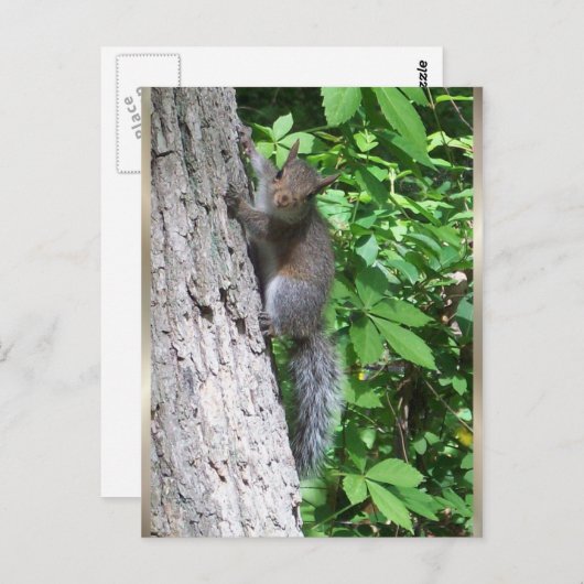 Carte postale "Bébé écureuil" (Devant / Derrière)