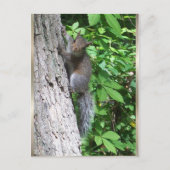 Carte postale "Bébé écureuil" (Devant)