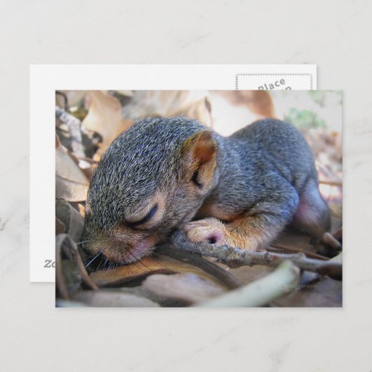 Carte Postale Bébé écureuil dormant (Devant / Derrière)