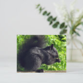 Carte Postale Bébé écureuil noir mignon mangeant des graines dan (Debout devant)