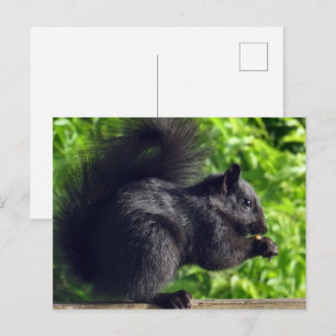 Carte Postale Bébé écureuil noir mignon mangeant des graines dan