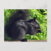 Carte Postale Bébé écureuil noir mignon mangeant des graines dan (Devant)