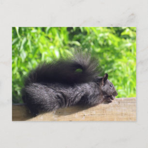 Carte Postale Bébé écureuil noir se faisant bronzer sur la ramba