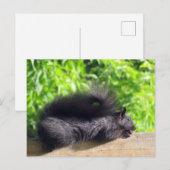 Carte Postale Bébé écureuil noir se faisant bronzer sur la ramba (Devant / Derrière)