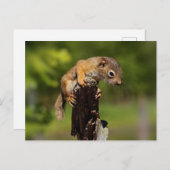 Carte Postale Bébé écureuil rouge (Devant / Derrière)