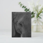 Carte Postale Bébé éléphant (Debout devant)