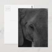 Carte Postale Bébé éléphant (Devant / Derrière)