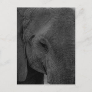 Carte Postale Bébé éléphant