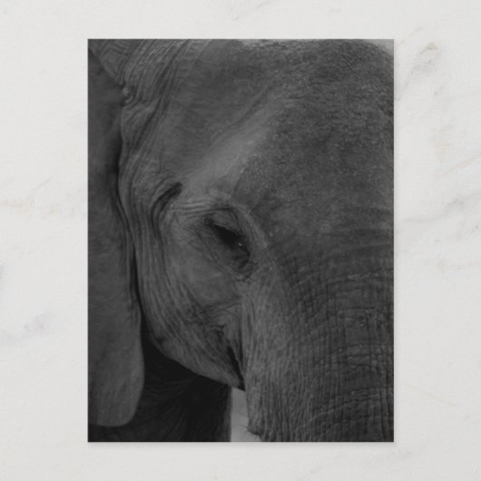 Carte Postale Bébé éléphant (Devant)