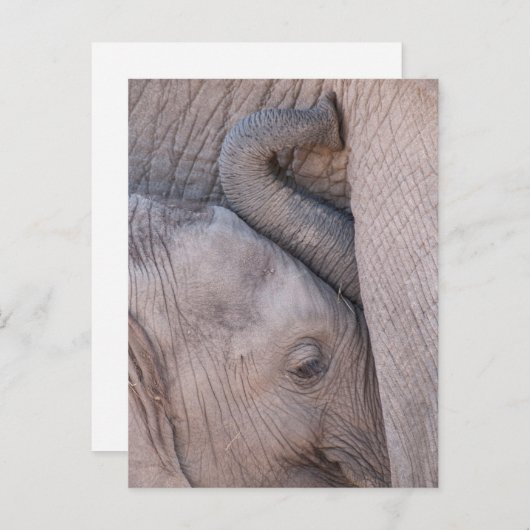 Carte Postale Bébé Eléphant Snuggets (Devant / Derrière)