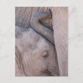 Carte Postale Bébé Eléphant Snuggets (Devant)