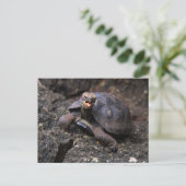 Carte Postale Bébé Galapagos Tortue géante (Debout devant)