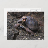 Carte Postale Bébé Galapagos Tortue géante (Devant / Derrière)