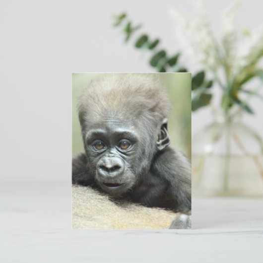 CARTE POSTALE BÉBÉ GORILLA RELAXANT (Debout devant)