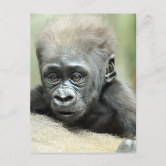 CARTE POSTALE BÉBÉ GORILLA RELAXANT