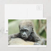 CARTE POSTALE BÉBÉ GORILLA RELAXANT (Devant / Derrière)