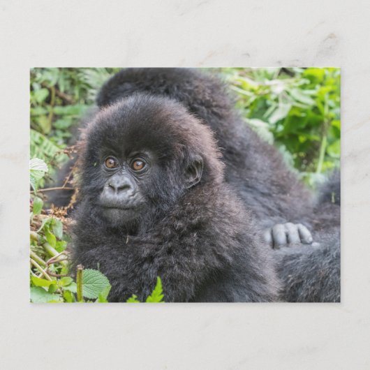 Carte Postale Bébé gorille des montagnes (Devant)