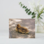 Carte Postale Bébé Gosling Au Printemps (Debout devant)