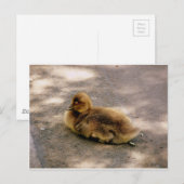 Carte Postale Bébé Gosling Au Printemps (Devant / Derrière)