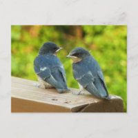 Bébé Grange hirondelle Nature Oiseau Photographie