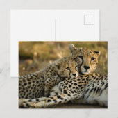 Carte Postale Bébé guépard câlinant sa mère (Devant / Derrière)