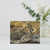 Carte Postale Bébé guépard câlinant sa mère (Debout devant)