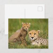 Carte Postale Bébé guépard et parent dans l'herbe (Devant / Derrière)