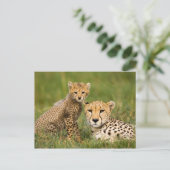Carte Postale Bébé guépard et parent dans l'herbe (Debout devant)