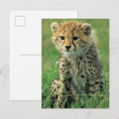 Carte Postale Bébé guépard flou (Devant / Derrière)