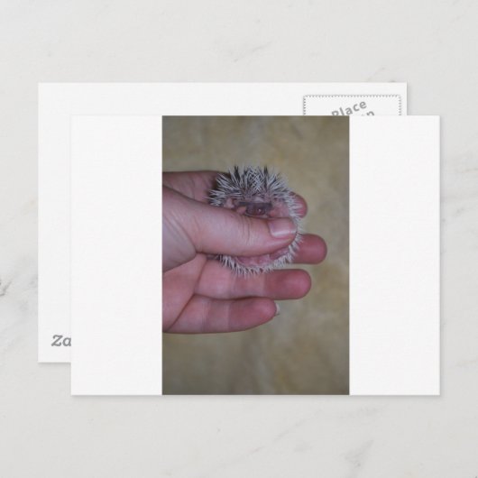 Carte Postale Bébé Hérisson à la main (Devant / Derrière)
