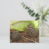 Carte Postale Bébé Hermans Tortoises (Debout devant)