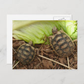 Carte Postale Bébé Hermans Tortoises (Devant / Derrière)