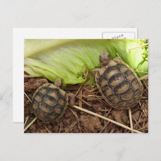 Carte Postale Bébé Hermans Tortoises (Devant / Derrière)