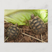 Carte Postale Bébé Hermans Tortoises (Devant)