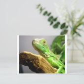 Carte Postale Bébé Iguana (Debout devant)