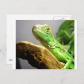 Carte Postale Bébé Iguana (Devant / Derrière)