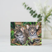 Carte Postale Bébé Jaguar Cubs (Debout devant)
