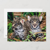 Carte Postale Bébé Jaguar Cubs (Devant / Derrière)