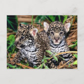 Carte Postale Bébé Jaguar Cubs (Devant)