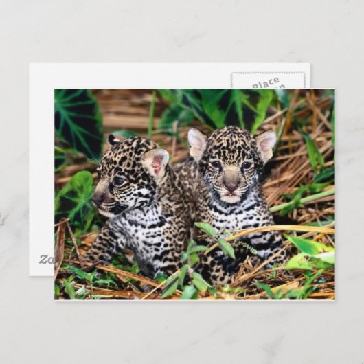 Carte Postale Bébé jaguars (Devant / Derrière)
