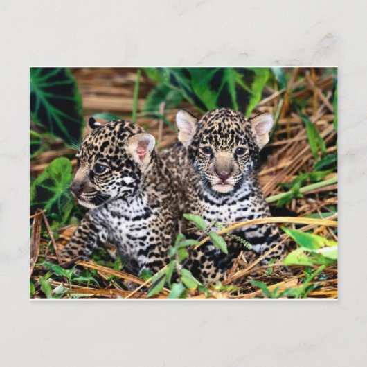 Carte Postale Bébé jaguars (Devant)